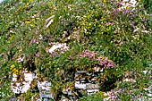 Monte Baldo (Trentino) - Sui ripidi pendii si concentrano spettacolari fioriture multicolori.